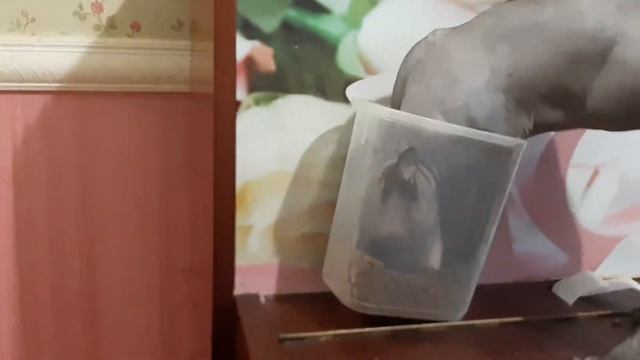 СФИНКС. КОТ ЕСТ КОРМ. смотреть онлайн