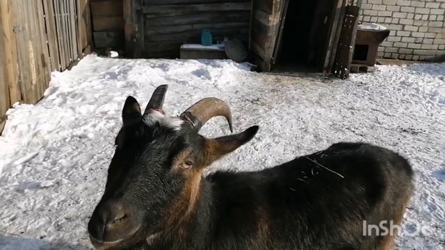 ПЛОХИЕ НОВОСТИЧТО СЛУЧИЛОСЬ С КОЗОЙБУДУ ЛЕЧИТЬ