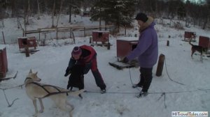 Alaskan Husky Tours in Roros Norway