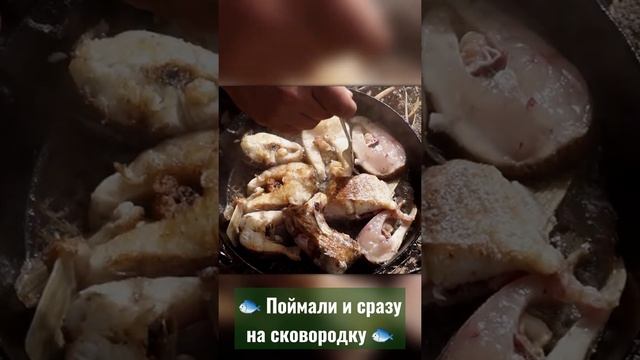 Щука на сковороде щука на огне свежая щука вкусное приготовление щуки #щука #vladimirradeev