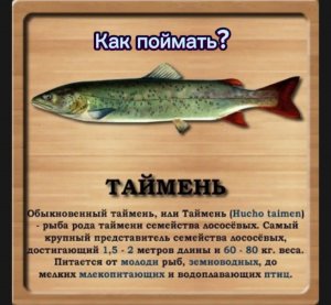 Как поймать Тайменя, на локации озеро Байкал?