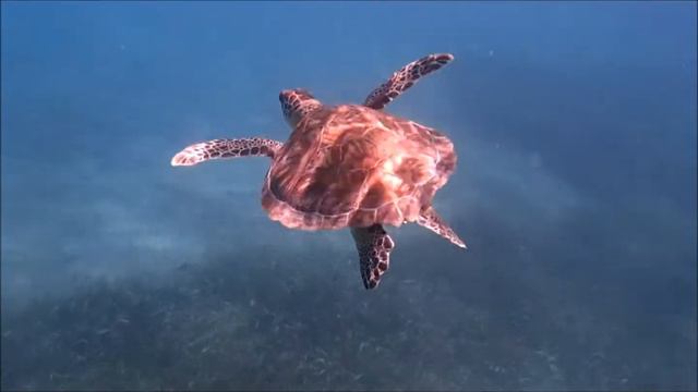 Culebra turtles HD смотреть онлайн