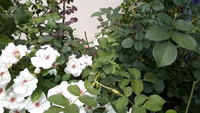 РОЗА Jacqueline du Pre (Жаклин дю Прэ) ??? ЛУЧШИЕ СОЧИТАНИЯ ?????. смотреть онлайн