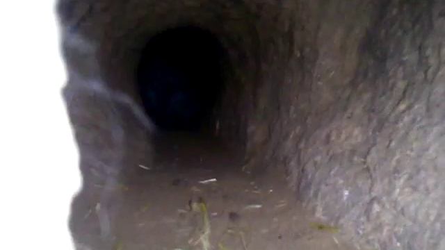 Началась борьба за самок смотреть онлайн