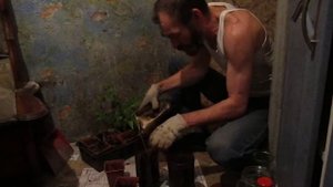 Грецкий орех Подмосковье