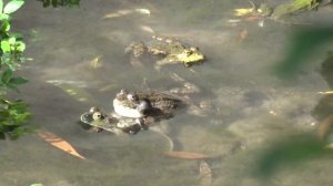 Спаривание озерных лягушек в Салгире (часть 2)
