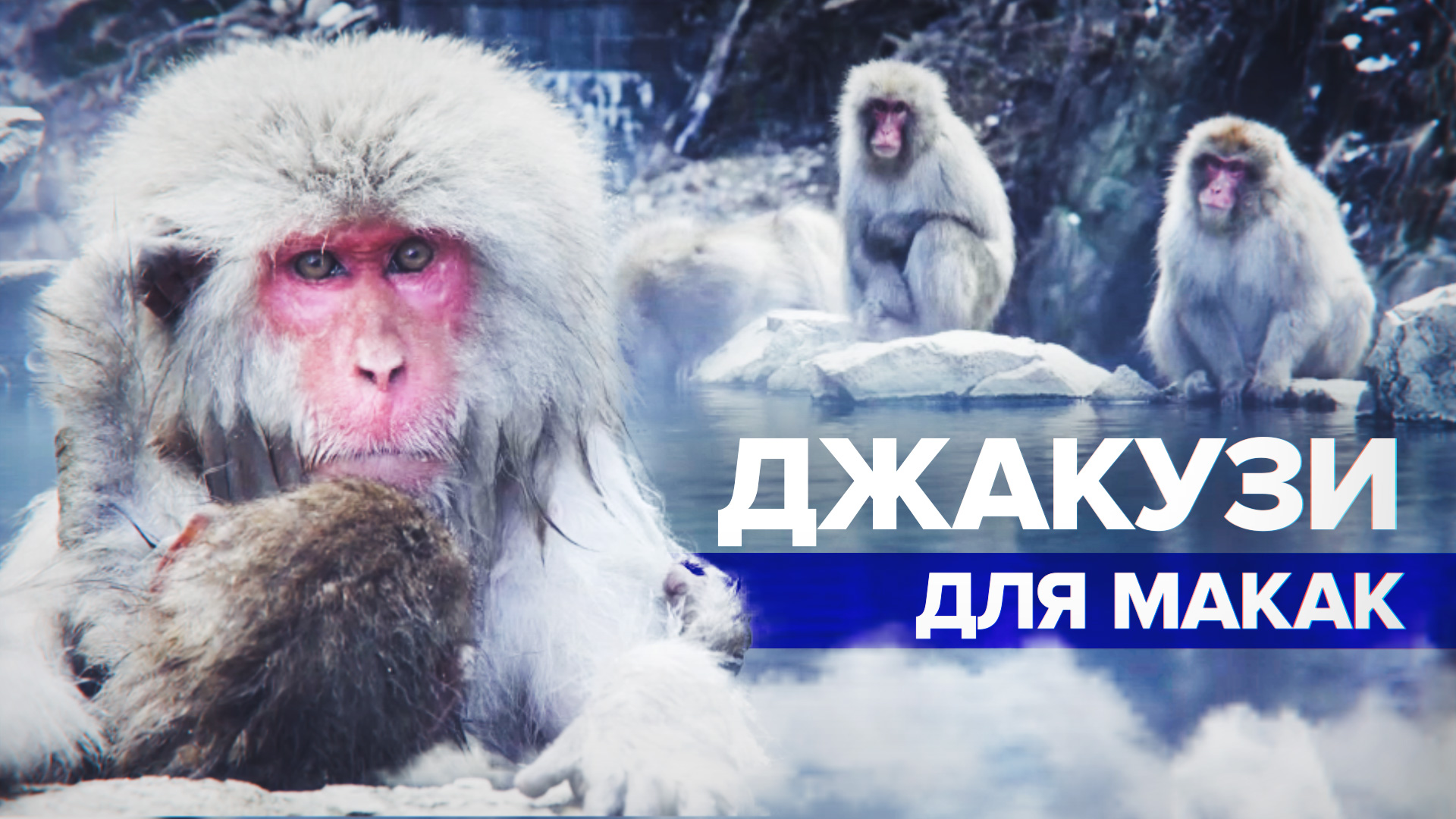 Природный курорт: в Японии снежные обезьяны греются в горячих источниках