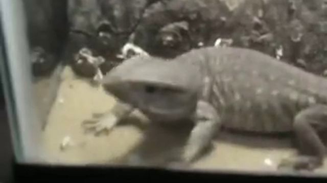 My new juvenile Savannah Monitor смотреть онлайн