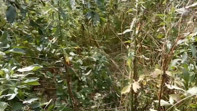 Как правильно обрезать яблоню осенью.Уход за яблоней осенью.Яблоня плодоносит. смотреть онлайн