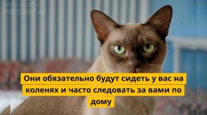 15 Невероятно Ласковых Пород Кошек Которые Вы Просто Обязаны Увидеть!
