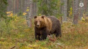 [meme] 🐻Медведь мой дяд ко, волк мой брат ко🐺