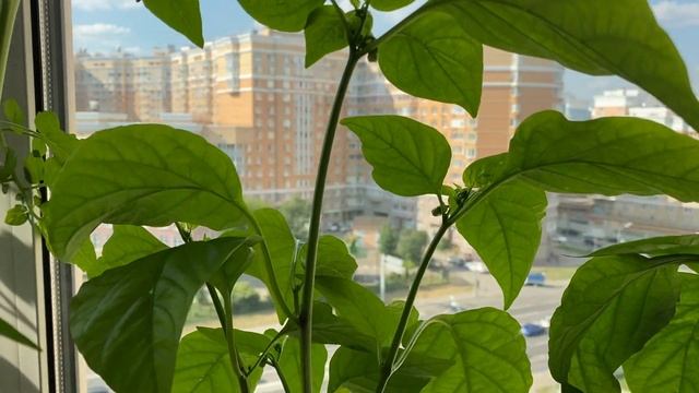 Огород на балконе, Томат черри что ты творишь?! смотреть онлайн