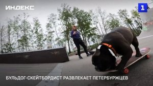 Бульдог-скейтбордист развлекает петербуржцев