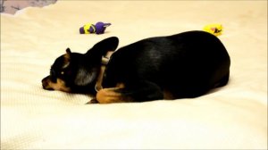 Что нужно сделать перед тем, как завести щенка той-терьера