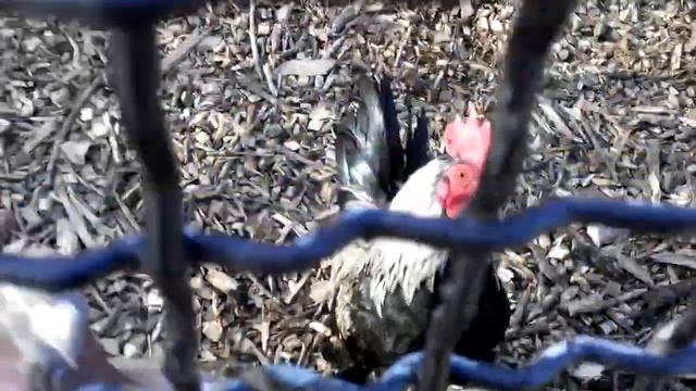 мини петька:)Карликовый петух порода бентамка /mini Petka :)/Miniature rooster,Bantam breed смотреть онлайн