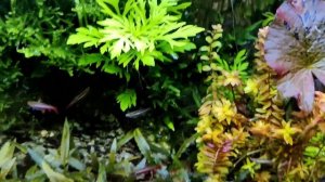 Nannostomus mortenthaleri.