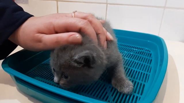 КОТЕНОК В ДОМЕ. С чего начать? Первые дни котенка в новом доме. Советы ветеринарного врача. смотреть онлайн