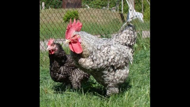 КУРЫ ГЕРКУЛЕС - Описание породы смотреть онлайн
