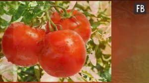 Увидела, как сосед сажает помидоры вокруг ведра - в этом году сделаю так же