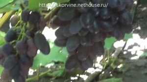 Сорта винограда Сентябрина 2017