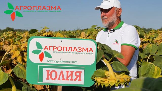 Гибрид подсолнечника ЮЛИЯ - 40 ц/га смотреть онлайн