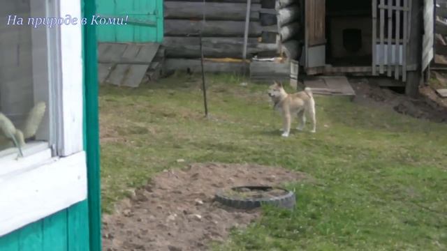 Тулан, на цепи /Лайки Олега #20/ смотреть онлайн