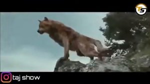 Сумерки под музыку лай лай