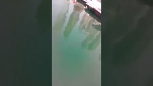 Дубай Марина Акулы жесть!
