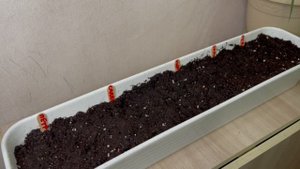 Рассада БЕЗ ЗАМОРОЧЕК. Супер простой способ выращивания зелени дома.