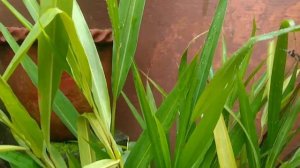 Garden to Kitchen -Herbal Leaves Tea |Turmeric leaf|Ginger leaf|Lemon Grass|Cardamom Grass|Coriande