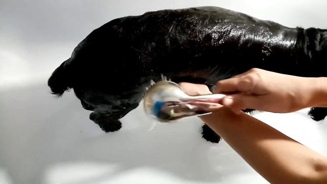 Купаю собачку натуральным льняным шампунем. смотреть онлайн