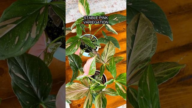 BWH Syngonium Pink Splash #syngoniumpinksplash #rareplants #exoticplants #plantcollector #planttour