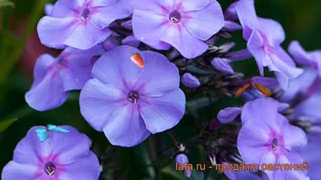 Флокс метельчатый Блу Бой (phlox paniculata) ? Блу Бой обзор: как сажать, рассада флокса Блу Бой смотреть онлайн