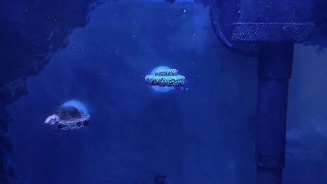 Морской аквариум. Параметры воды моего мини- моря. смотреть онлайн