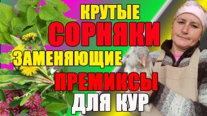 КРУТЫЕ СОРНЯКИ заменяющие премиксы для кур.