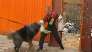 Кавказская самая сильная собака Caucasian Ovcharka
