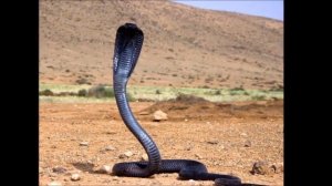 ПРИТЧА ПРАВИЛЬНЫЙ ВЫБОР С ВОПРОСАМИ