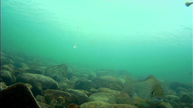 Рыбалка/Хариусы атакуют МУШКУ/Отборные КАБАНЧИКИ/Поклевки под ВОДОЙ!