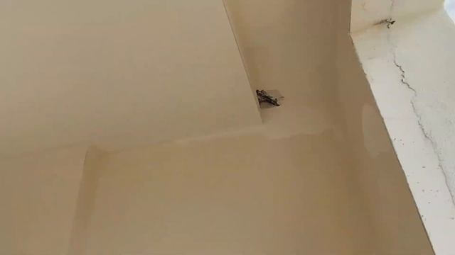 СТРОЙКА НАШЕЙ КВАРТИРЫ В ТУРЦИИ \ КАЧЕСТВО РЕМОНТА ОТ ЗАСТРОЙЩИКА смотреть онлайн