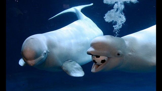 Beluga Whales Белухи смотреть онлайн