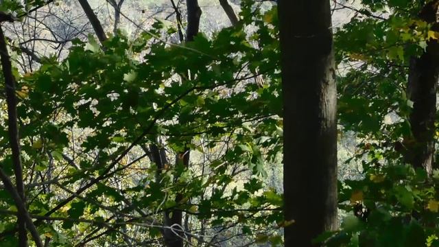 Testing Out My Nikon CoolPix B500 смотреть онлайн