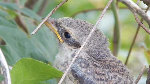 Сорокопуд терновий. Пташенята / Red-backed Shrike. Chicks