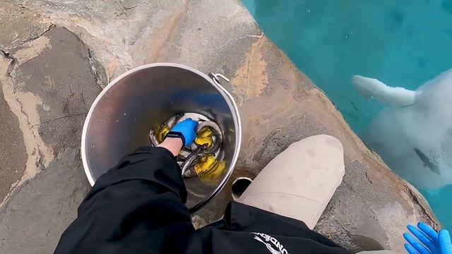 What it looks like to be a beluga trainer! смотреть онлайн