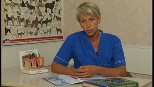 Овощи и фрукты в рационе собаки