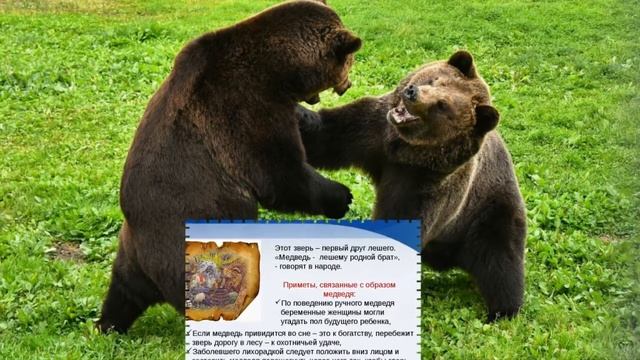 Народные приметы. Если первым навстречу попадется медведь — к добру. смотреть онлайн