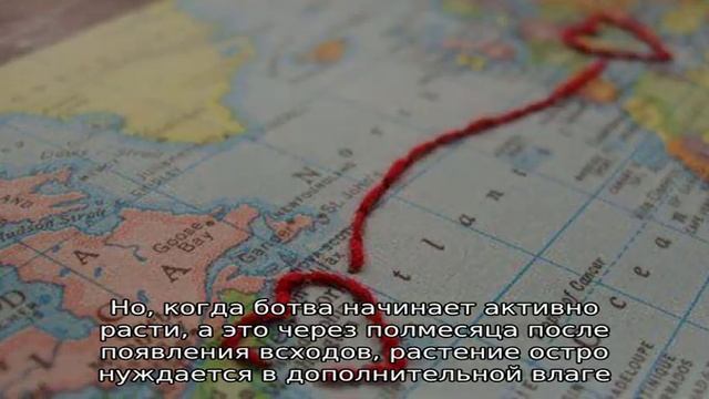 Посадка и уход за картофелем в открытом грунте