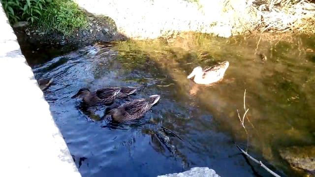 Утки на реке Ликова. Московский август. Московский вечер. смотреть онлайн