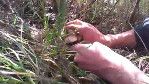 Собираем грибы синеножку