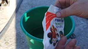 Подкормка Чеснока. Почему желтеют листья чеснока весной что делать