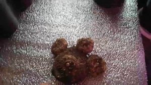 Каллы проснулись,когда сажать?